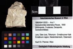 Foto (Objket + Etiketten) von Goniodromites bidentatus (Reuss, 1859) 